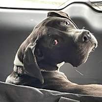 Thumbnail photo of Nessie #1