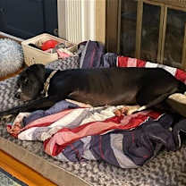 Thumbnail photo of Nessie #3