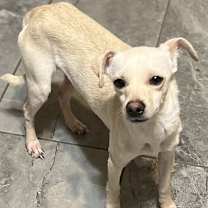 adopt-pet