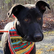 Thumbnail photo of SHADY #1
