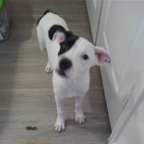 Thumbnail photo of Lola #2