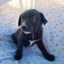 Thumbnail photo of Xolo Puppy Two #1