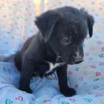 Thumbnail photo of Xolo Puppy Two #2