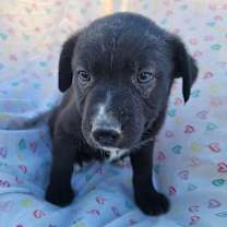 Thumbnail photo of Xolo Puppy Two #3