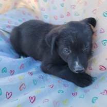 Thumbnail photo of Xolo Puppy Two #4