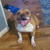 Thumbnail photo of Daisy & Diesel #1