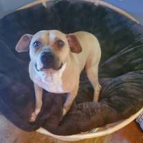 Thumbnail photo of Daisy & Diesel #2