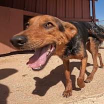 adopt-pet