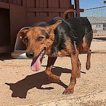 Thumbnail photo of Cohen #2