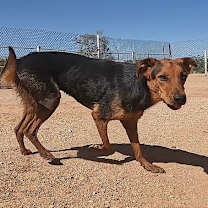 Thumbnail photo of Cohen #4