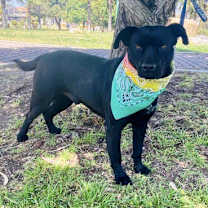Thumbnail photo of Romeo #2