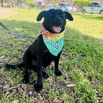 Thumbnail photo of Romeo #3