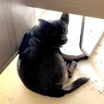 Thumbnail photo of Huxley #2