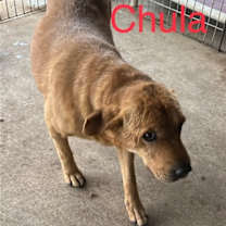 Thumbnail photo of Chula #2
