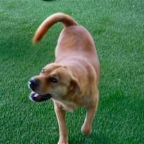 Thumbnail photo of Chula #3