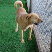 Thumbnail photo of Chula #4