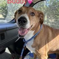 Thumbnail photo of Buddy #1
