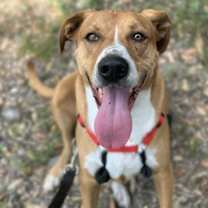 Thumbnail photo of Buddy #2