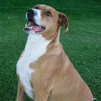 Thumbnail photo of Buddy #3