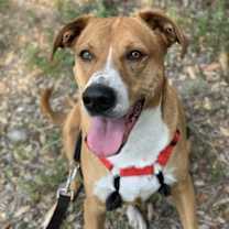 Thumbnail photo of Buddy #4