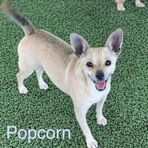 Thumbnail photo of Popcorn #1