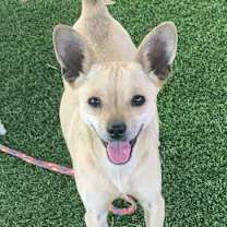 Thumbnail photo of Popcorn #3