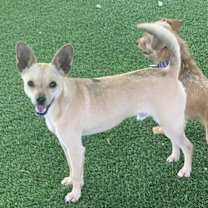 Thumbnail photo of Popcorn #4