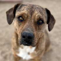 Thumbnail photo of Daisy Dukes #1