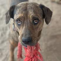 Thumbnail photo of Daisy Dukes #3