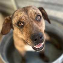 Thumbnail photo of Daisy Dukes #4