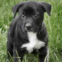 Thumbnail photo of Bruiser #4