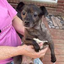 Thumbnail photo of Roscoe #1