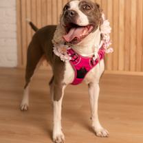 Thumbnail photo of Diva #4