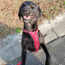 Thumbnail photo of Pixie #4