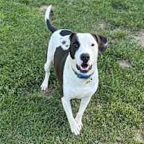 Thumbnail photo of Watson #2