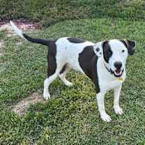 Thumbnail photo of Watson #3
