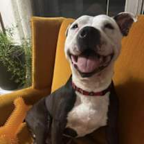 Thumbnail photo of Koa the Gentle Giant #1