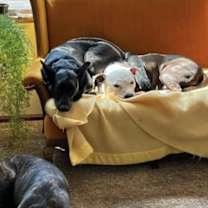 Thumbnail photo of Koa the Gentle Giant #2