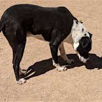 Thumbnail photo of SMOKEY #1