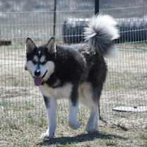 Thumbnail photo of Kodak #4