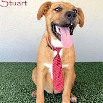 Thumbnail photo of Stuart #1