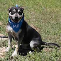 Thumbnail photo of Rocky #2