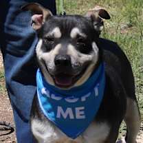 Thumbnail photo of Rocky #1