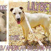 Thumbnail photo of LilyBeth #2