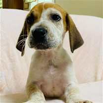 Thumbnail photo of Kermit #2