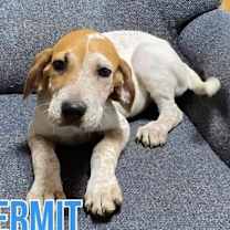Thumbnail photo of Kermit #3