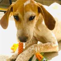 Thumbnail photo of Kermit #4