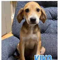 Thumbnail photo of Kiko #3