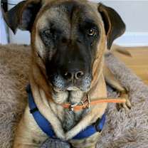 Thumbnail photo of Scooter #1