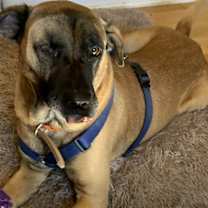 Thumbnail photo of Scooter #2